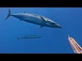 BESI PATAH IKAN INI TERLALU KUAT SPEARFISHING GIANT WAHOO