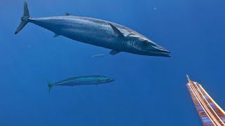 BESI PATAH IKAN INI TERLALU KUAT SPEARFISHING GIANT WAHOO