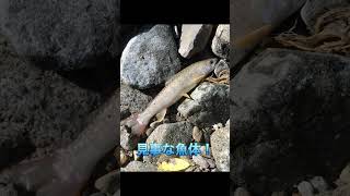 秋田県役内沢を釣査！#shorts #渓流釣り #本流釣り