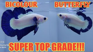 Perbedaan bluerim bicolour & Butterfly | Bluerim super Top Grade Lie betta