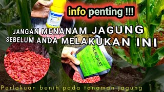 Perlakuan Benih/Bibit Jagung Agar Tidak Dimakan Semut ||Perlakuan Benih jagung Sebelum Ditanam