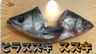 大衆魚スズキと幻のヒラスズキを比較 【900円vs3100円】