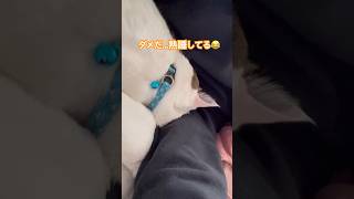 腕まくらして寝るレオ君は甘えん坊🩷 #cat #shorts #猫