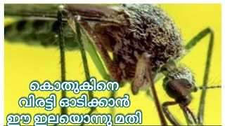 കൊതുകിനെ തുരത്താൻ ഈ ഇലയൊന്നു മതി/ mosquito repellent plants