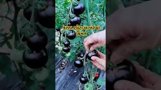 કાળા ટમેટા. લાખો માં કિંમત || black tomato || purple tomato || ટમેટા નો ભાવ #ટમેટા #farmer #tomato