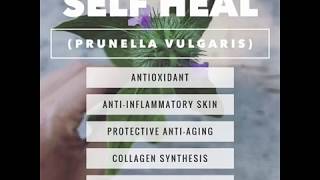 Topical benefits of Prunella vulgaris - self-heal, heal-all,