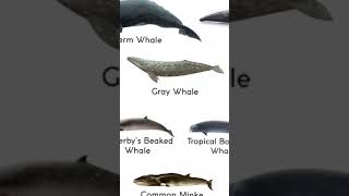 Types of whales [North Atlantic Right whale] #memes #whale