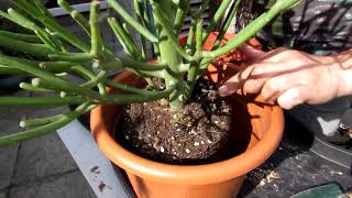 Re potting my Euphorbia tirucalli Succulent Plant aka The Pencil Cactus \u0026 Sticks on Fire