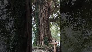 ដើមឈើក៏ជាជីវិតរបស់យើង. Tree is also our lives