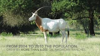 Scimitar Horn Oryx | Exotic Wildlife Association