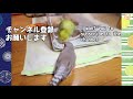 セキセイインコ雛お迎え＆挿し餌作り方　キンカチョウのお友達♪　budgerigar yuzu has become a member of the family.