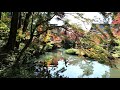 【4k】京都紅葉だより2019　金戒光明寺