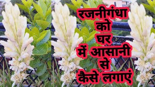 रजनीगंधा के पौधे की देखभाल और फर्टिलाइजर कैसे दे | Tuberose Plant Grow and Care Tips | #rajnigandha