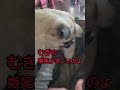 私だけ‼️嫉妬心が強すぎな犬❗　 shorts 　 犬　 嫉妬