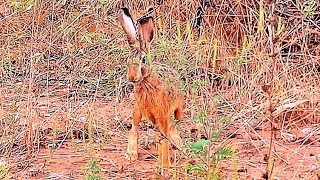 Caccia alla lepre LEPRE IN 1 METRO #caccia #hunting #tavşanavı