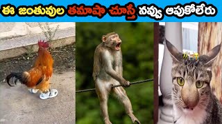 Most funny Animals videos | జంతువుల తమాషాలు | Upmatrolls | #funny # Telugu funny