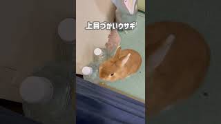 ベッドの上の飼い主がどうしてもきになるうさぎ #shorts