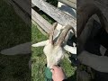 [Animal vlog] goat feeding｜Bundoora Park Farm