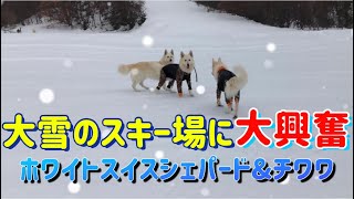 犬も人もめっちゃテンション上がる！雪遊びに行って来た【ホワイトスイスシェパード\u0026チワワ】