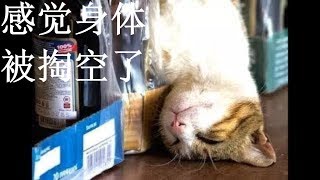 爆笑视频：喝醉酒小猫咪, 竟然耍起了酒疯 Funniest Drunk Cat