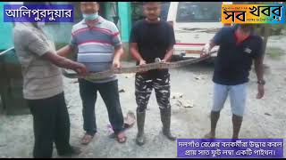 দলগাঁও রেঞ্জের বনকর্মীরা উদ্ধার করল প্রায় সাত ফুট লম্বা একটি পাইথন।