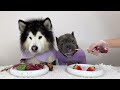 best asmr dog in the world air dried duck neck asmr eat broadcast eatinsounds