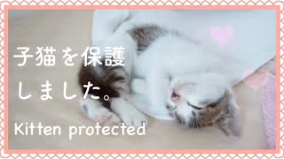 【子猫を保護した。初めて猫を飼う】Protected the kitten