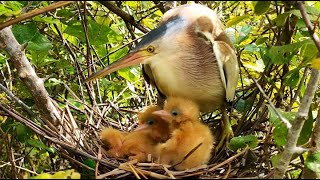 Beautiful young birds To obtain nourishment, they bite their mothers.