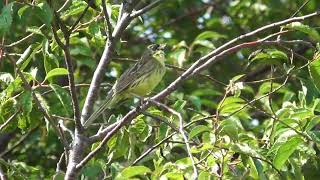 At 札幌シリーズ 120　アオジの鳴き声