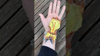 Beautiful leaf insect