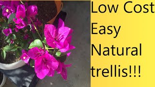 (Video 18) How to make an economical natural trellis | Bougainvillea Vertical trellis.