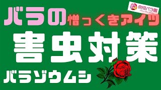 バラの害虫対策～バラの蕾や新芽をダメにする憎っきアイツ(バラゾウムシ)～