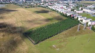 Paulownia Cotevisa 2 plantation in Romania