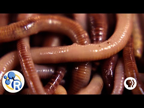 How do worms break down organic matter?