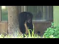 aug 2019 tama zoo chimps 11