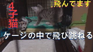 【トビ三毛猫】シロちゃん　始まりの時16　番外編　2022.06.07