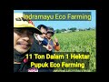 Sadis Eco Farming Luas 1 hektar Dapet 11 Ton Padi