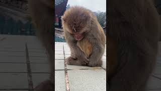 Monkeys, Baby monkey videos   BeeLee Monkey Fans #Shorts EPs1696