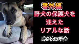 野犬で保護犬の里親になったリアルな話　我が家の場合