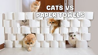 Cats vs paper towels ｜ Cat High Jump Challenge｜  Nomi 🆚Sunny ｜ #cat #catchallenge #cute #catgame