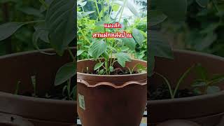 #ผักสวนครัว #ปลูกต้นแมงลัก #สวนผักหลังบ้าน #ปลูกผักกินเองง่ายๆ #gardening #ผักปลอดสารพิษ