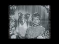 tv 1954 1956日本 名犬ラッシー