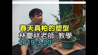 林慶祥盆景藝術創作教學團隊 Line : 0936456168 (  春天真柏的塑型 ) 2019-3-20