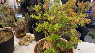 PSBA 2023 Spring Bonsai Sale