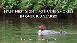 Return of the Common Merganser