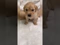 baby dog#cute puppy barking#4kviral