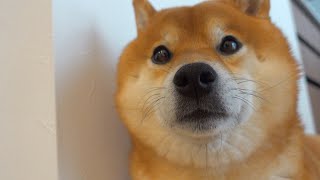 The Shiba Inu is cute when I couldn't go out