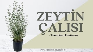 BİTKİ ANSİKLOPEDİSİ | ZEYTİN ÇALISI -TEUCRIUM FRUTISENS NEDİR? NERELERDE YETİŞİR? İSTEKLERİ?