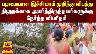 பழமையான இச்சி மரம் முறிந்து விபத்து | நிழலுக்காக அமர்ந்திருந்தவர்களுக்கு நேர்ந்த விபரீதம்