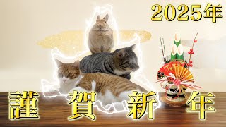 謹賀新年　三位一体鏡餅！これを観たら運気上昇！？（うさぎとねこがいる暮らし）第21話「新年のご挨拶」